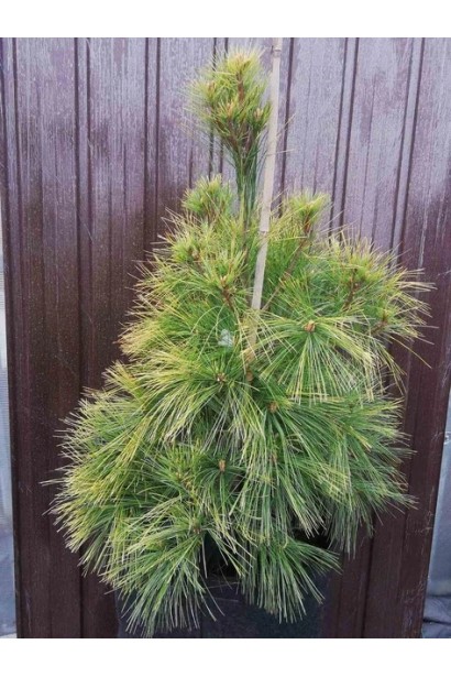 Pinus ’Pacific Sunrise’